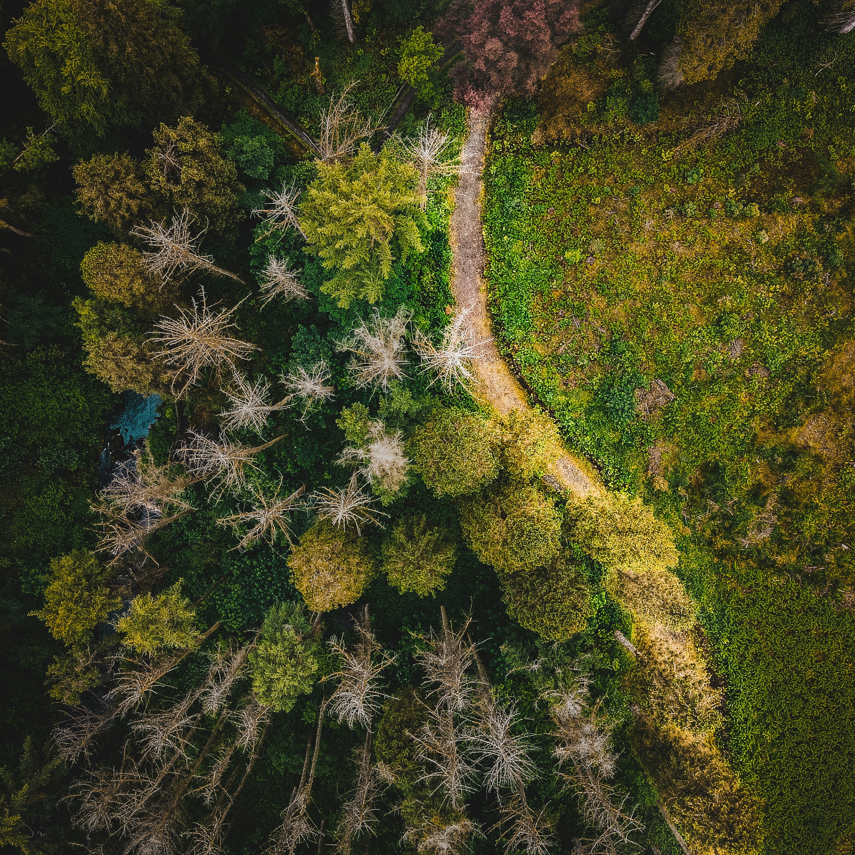 aerial view of green trees and plants